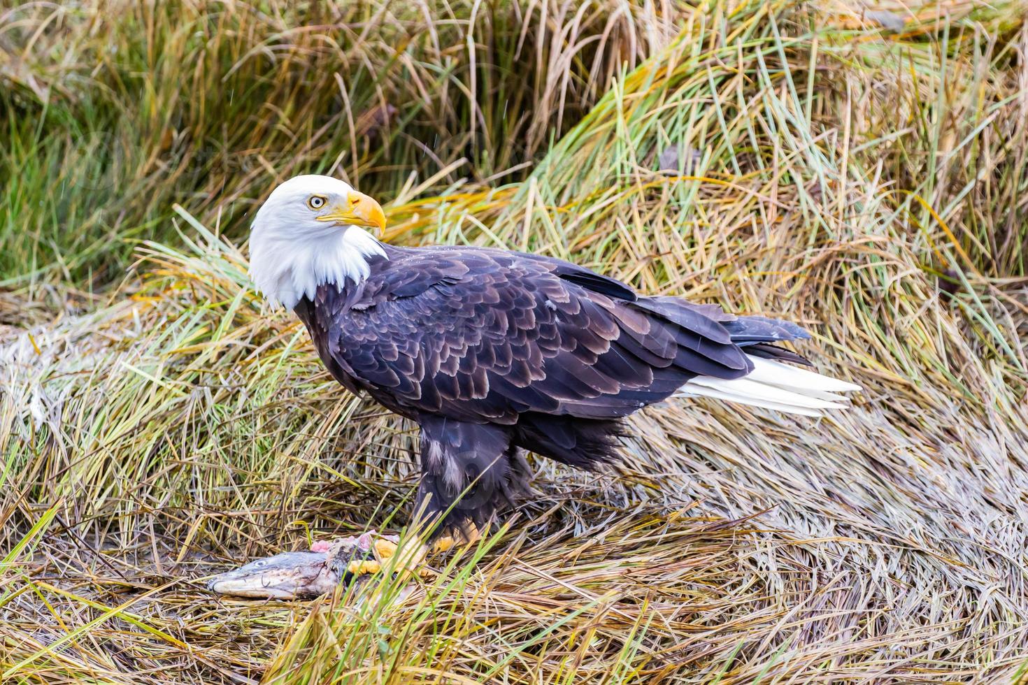 un águila calva comiendo salmón en la orilla de un río foto