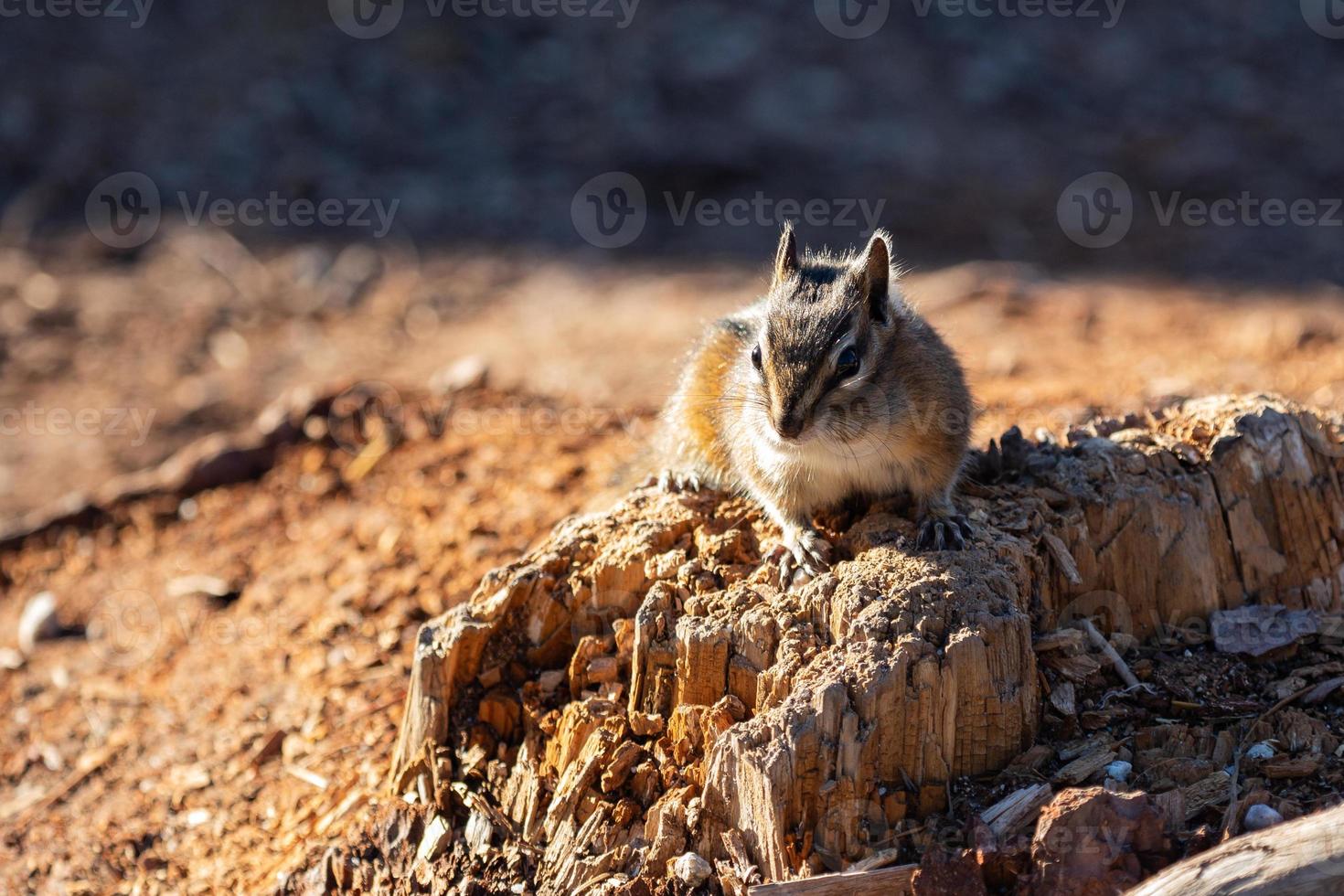 A chipmunk in Squamish Cananda photo