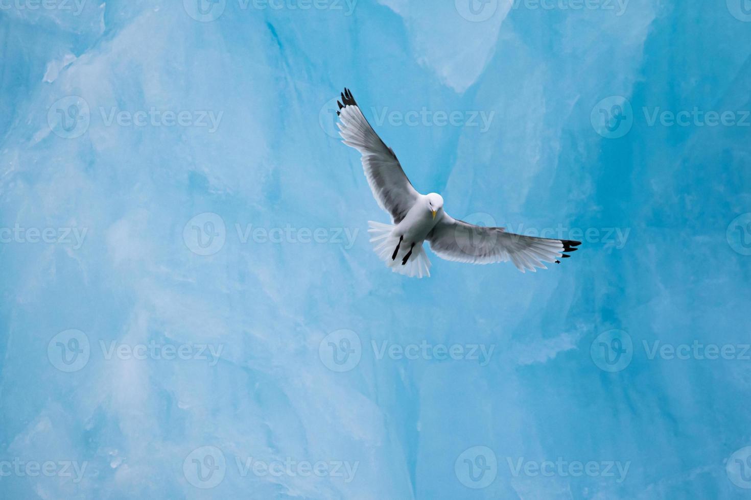 a Kittiwake flying in front of an iceberg in the Arctic photo