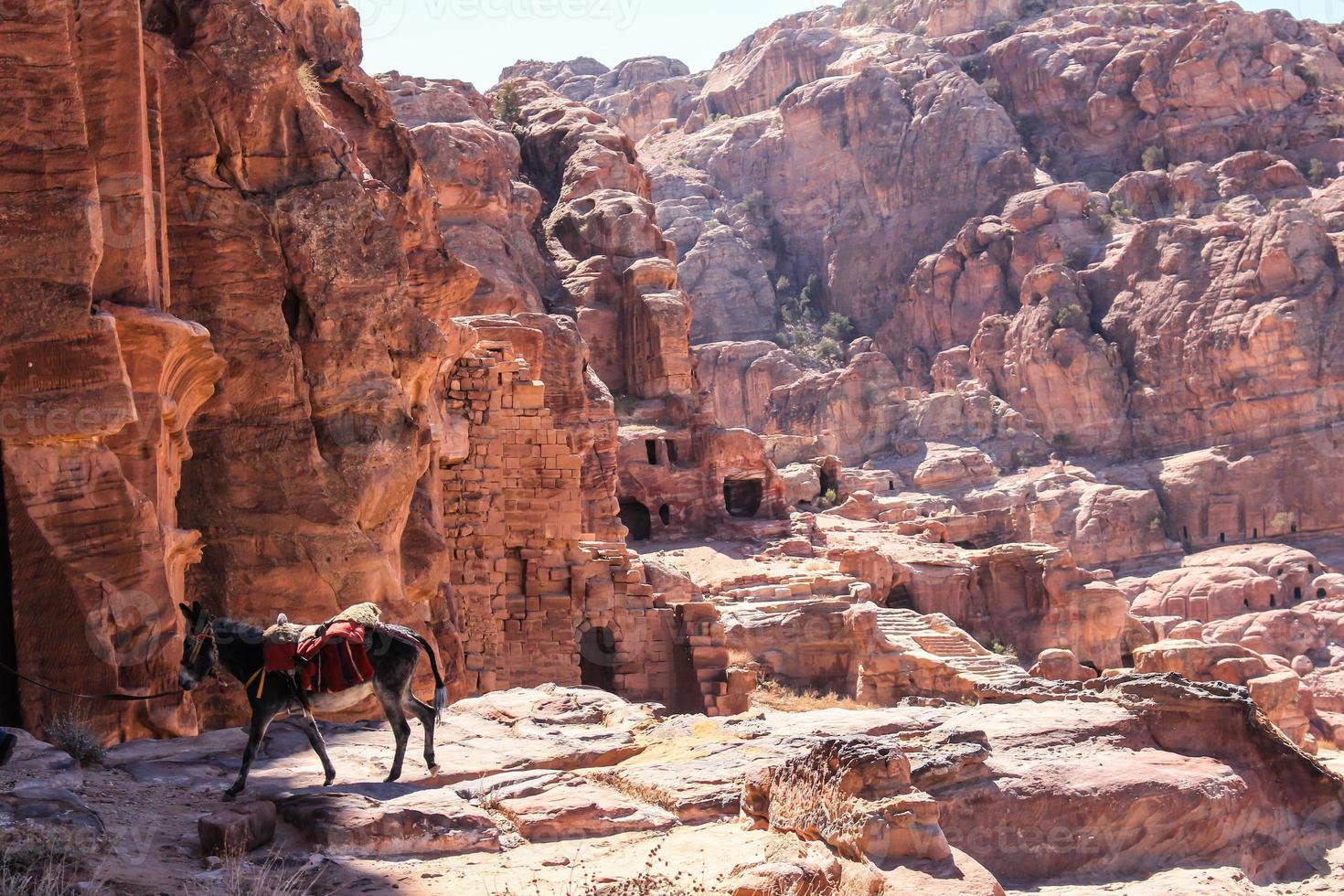 un burro en petra en jordania foto