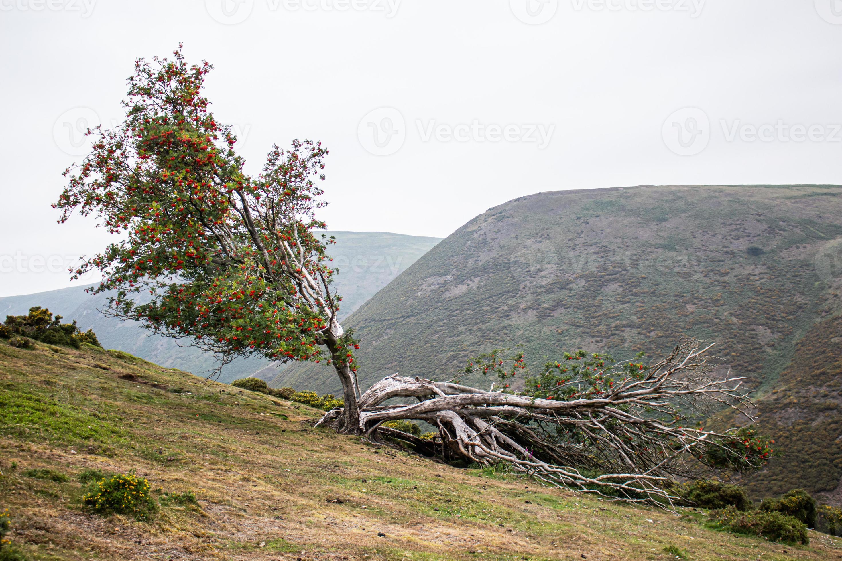 A tree split in half on a hillside in Shorpshire 14895319 Stock Photo