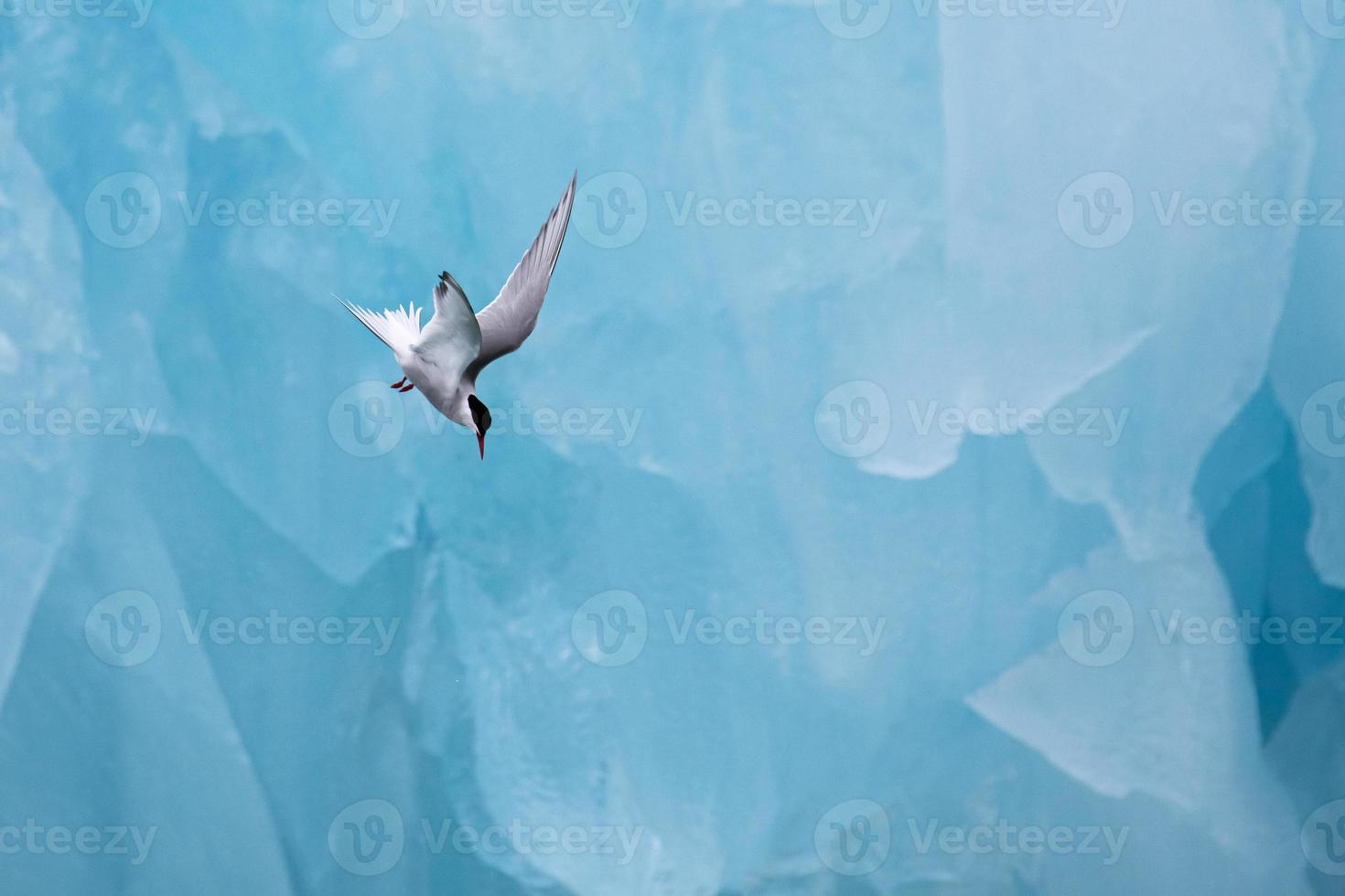 An Arctic tern, hunting in front of an iceberg in the Arctic photo