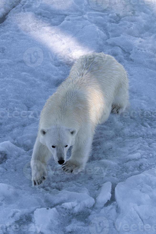 A Polar bear on sea ice in the Arctic photo