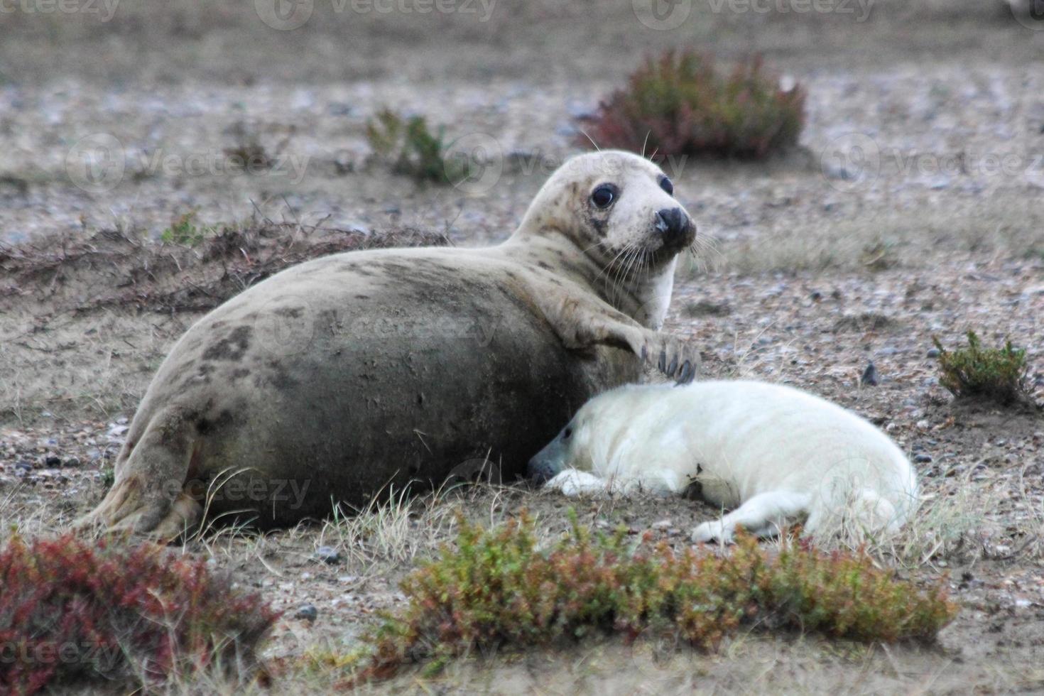 Foca gris madre con cachorro en la playa en Blakeney Point foto