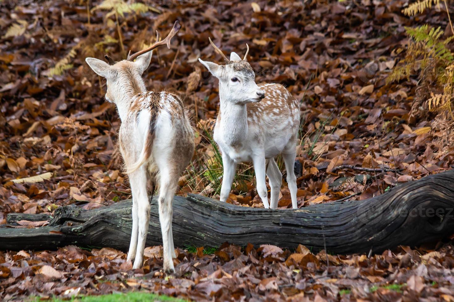 Fallow deer in the forest in the fall in Sevenoaks photo