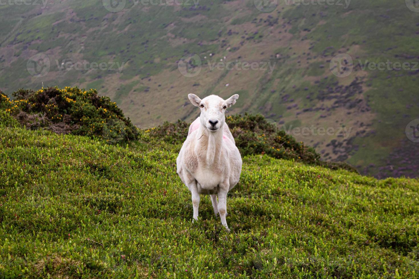 una oveja en el páramo en shropshire foto