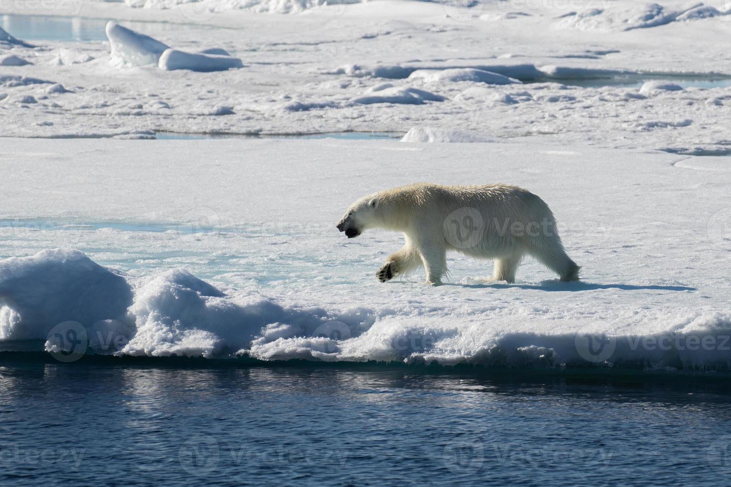 un oso polar en el hielo marino en el ártico foto