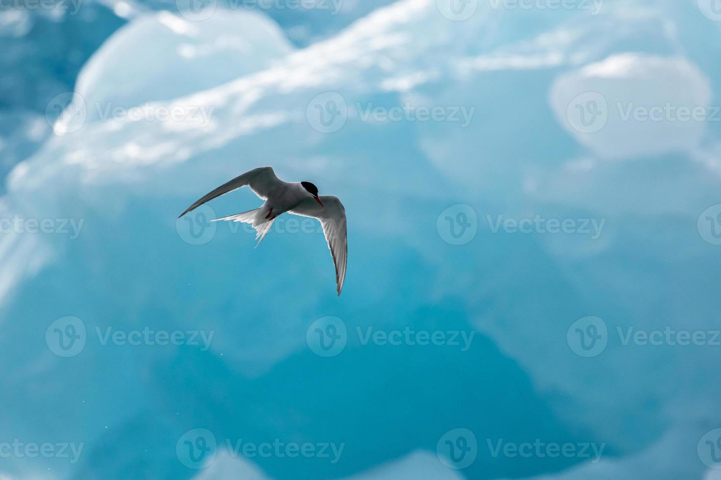 An Arctic tern, hunting in front of an iceberg in the Arctic photo