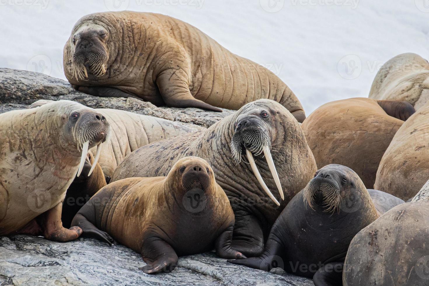 una colonia de morsas en svalbard en el ártico foto