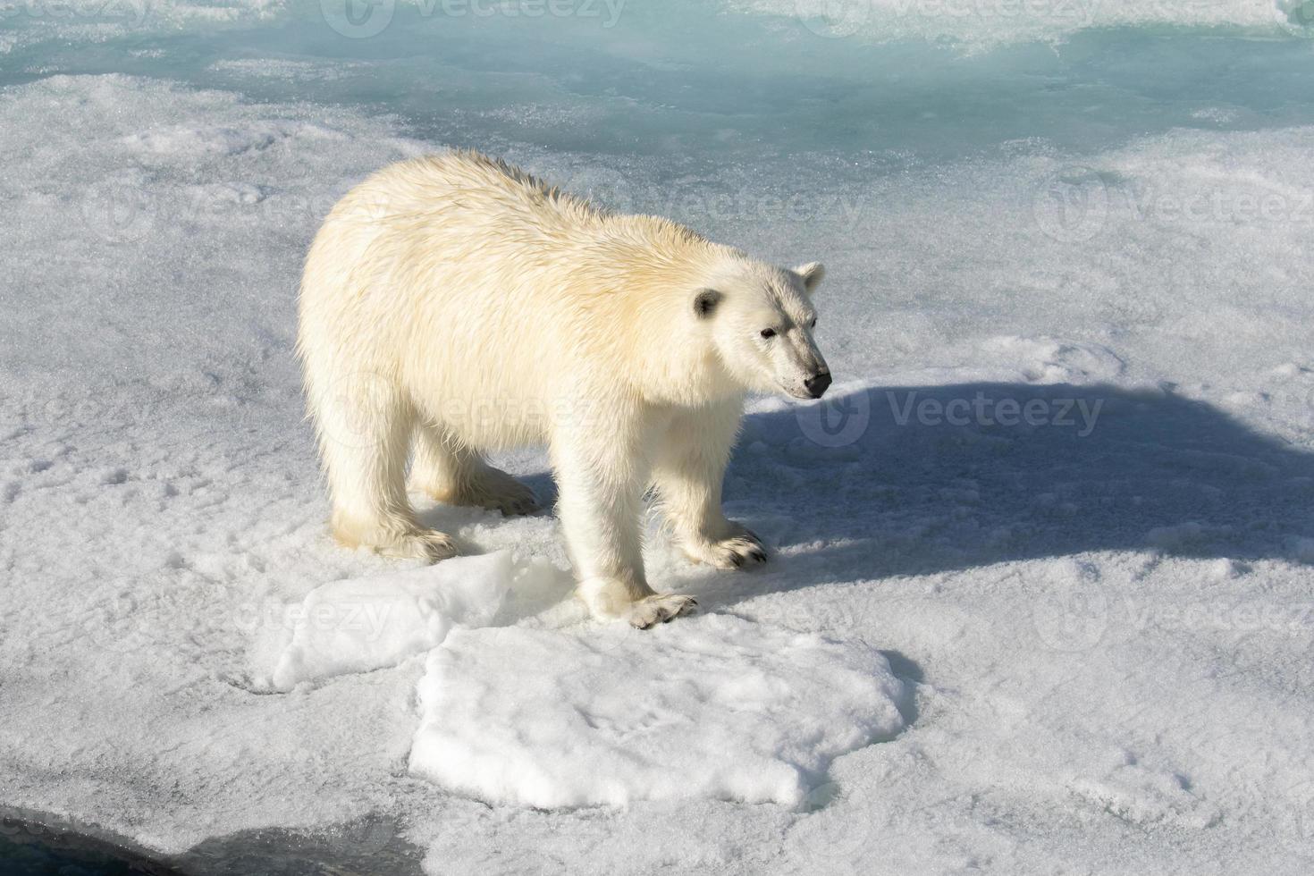 un oso polar en el hielo marino en el ártico foto