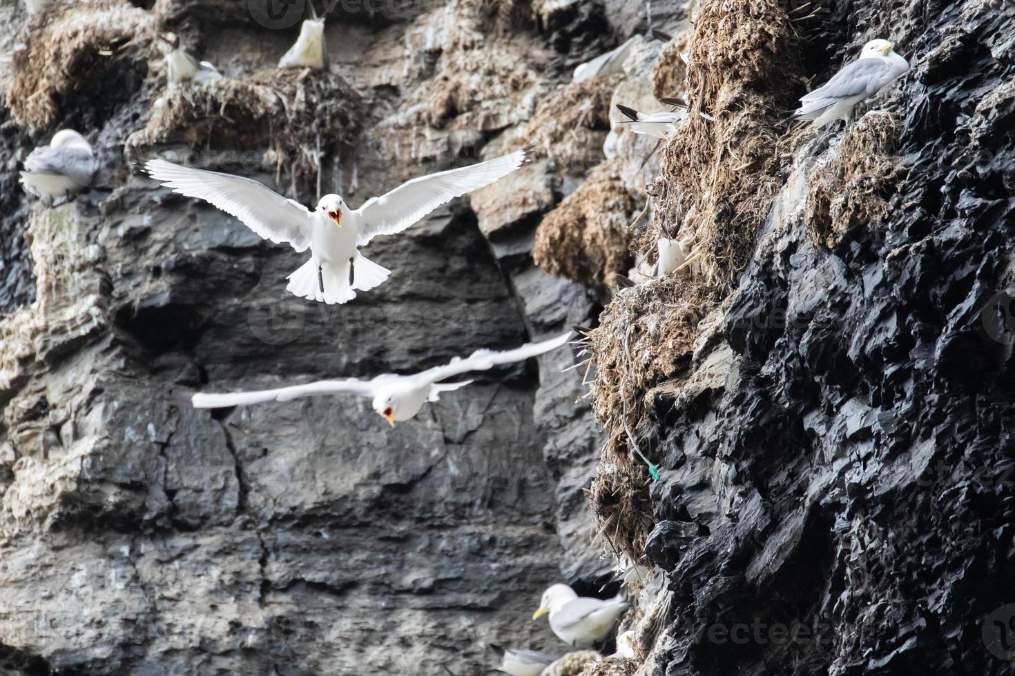 una colonia de gaviotas tridáctilas en svalbard en el ártico foto