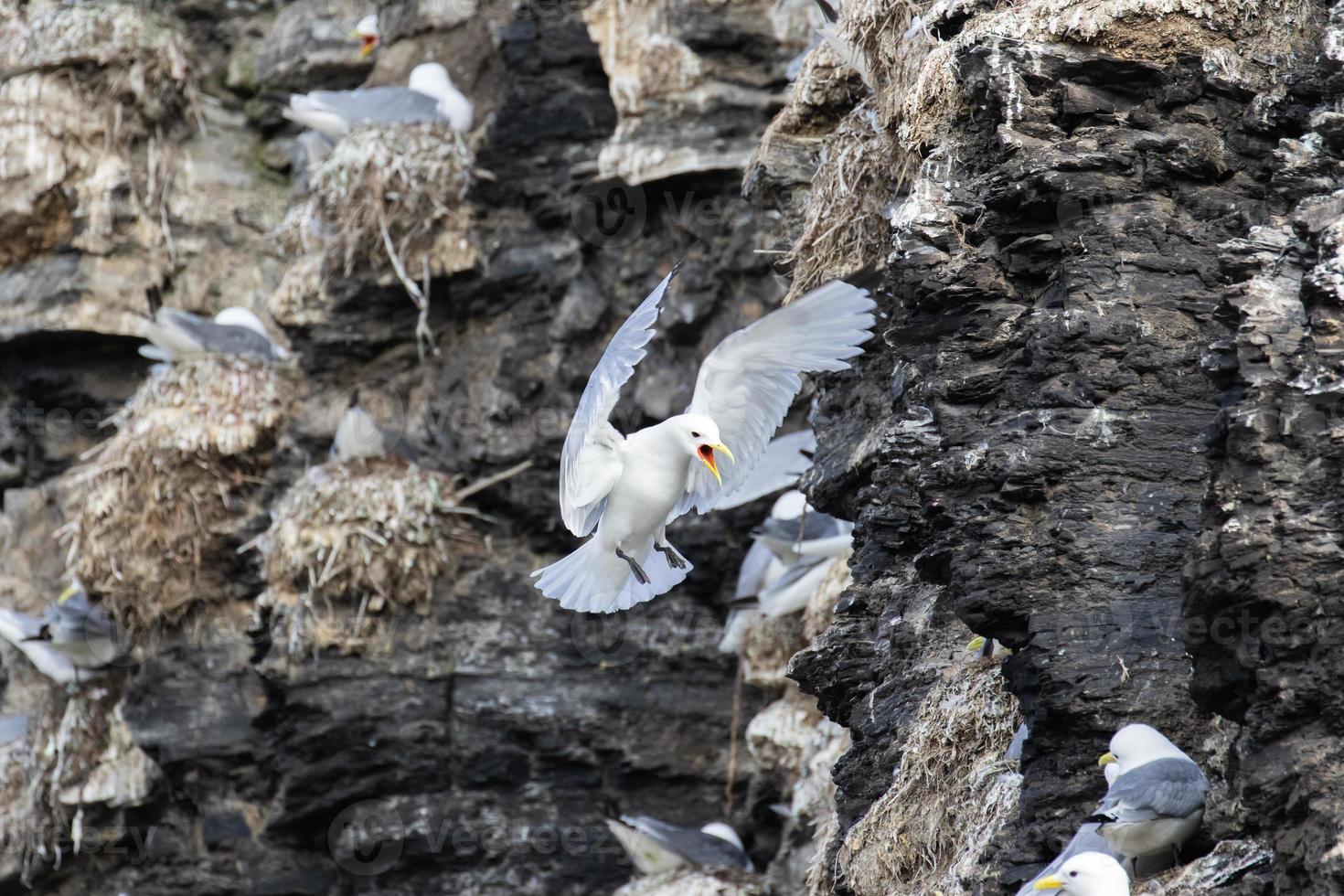 una colonia de gaviotas tridáctilas en svalbard en el ártico foto