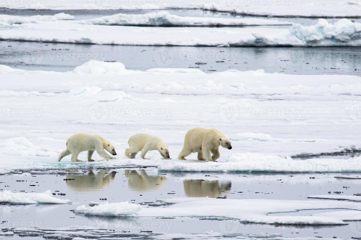 Mother Polar bear, with two cubs on sea ice in the Arctic photo