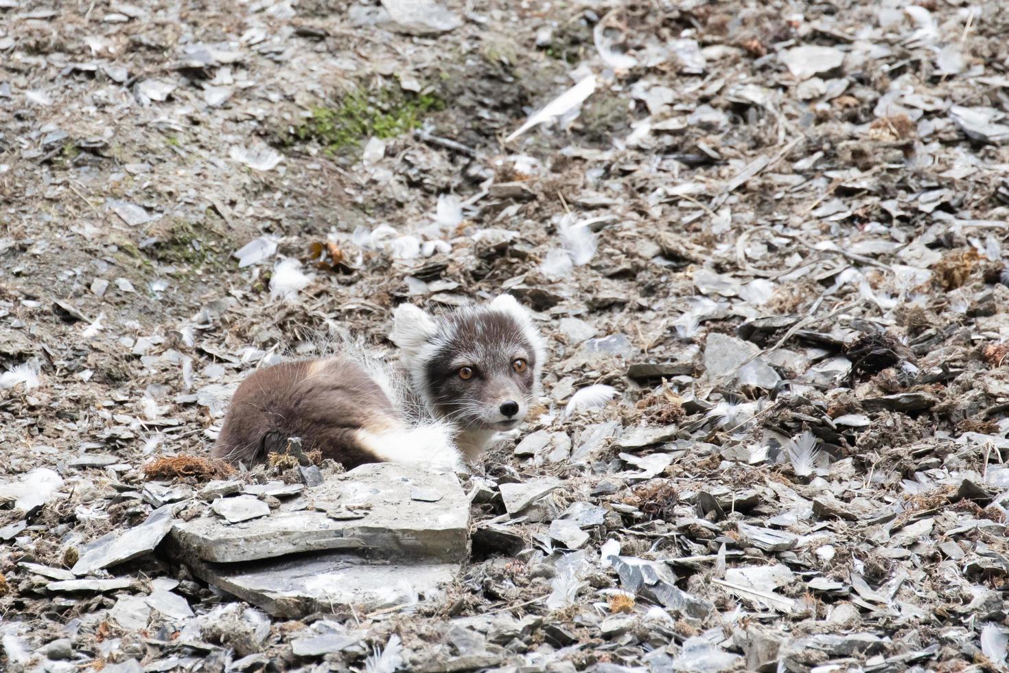 An Arctic fox in summer coat, looking for birds and eggs photo