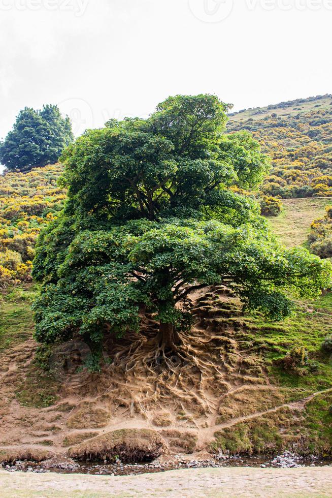 un árbol con raíces visibles que se muestran en la ladera de una colina en Shropshire foto