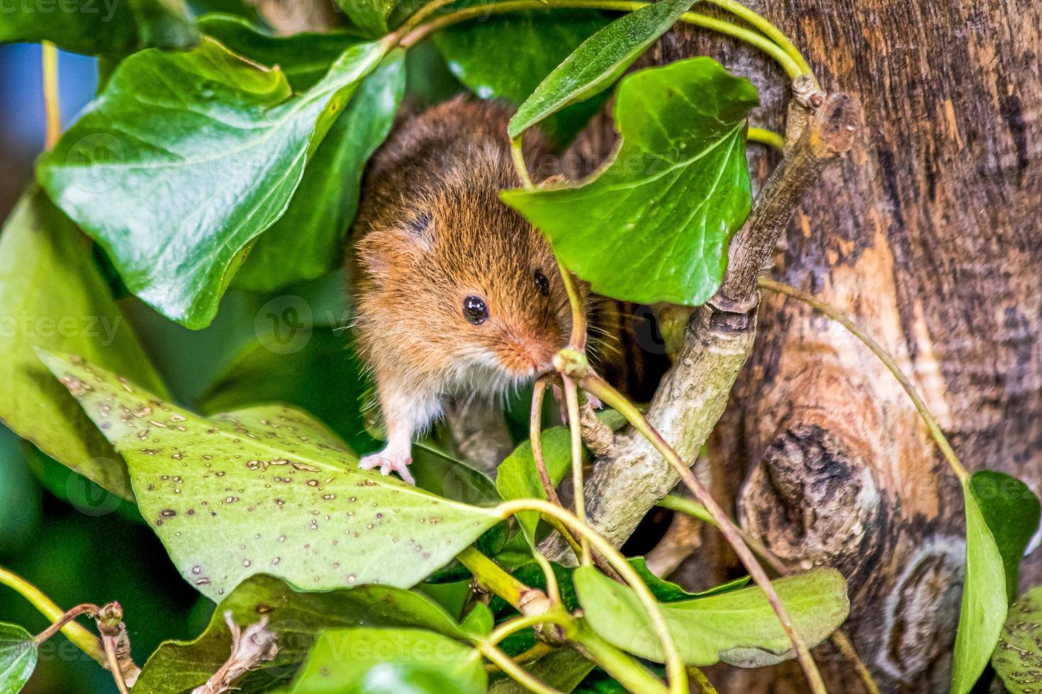 A wood mouse peering out from behind some leaves photo