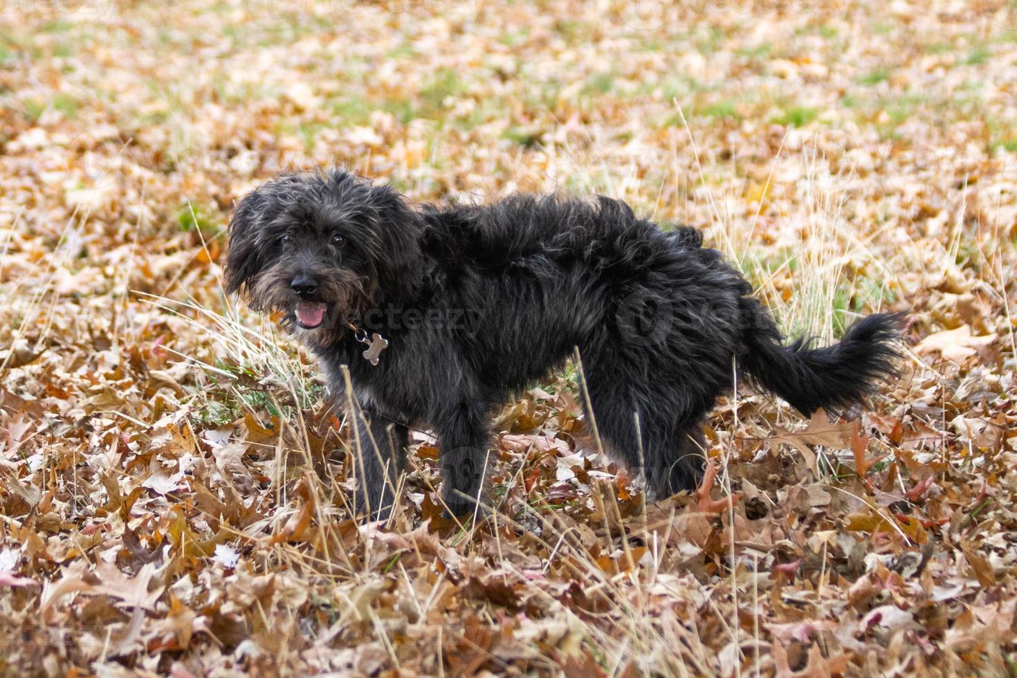 un cachorro de bordoodle jugando en las hojas de otoño foto