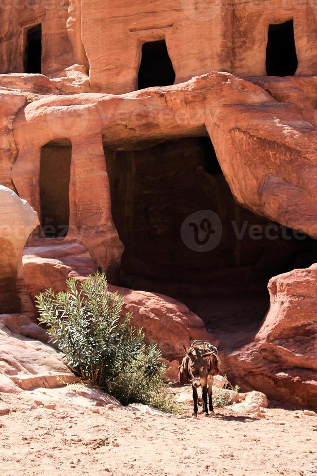 una antigua casa cueva, con un burro afuera en petra foto