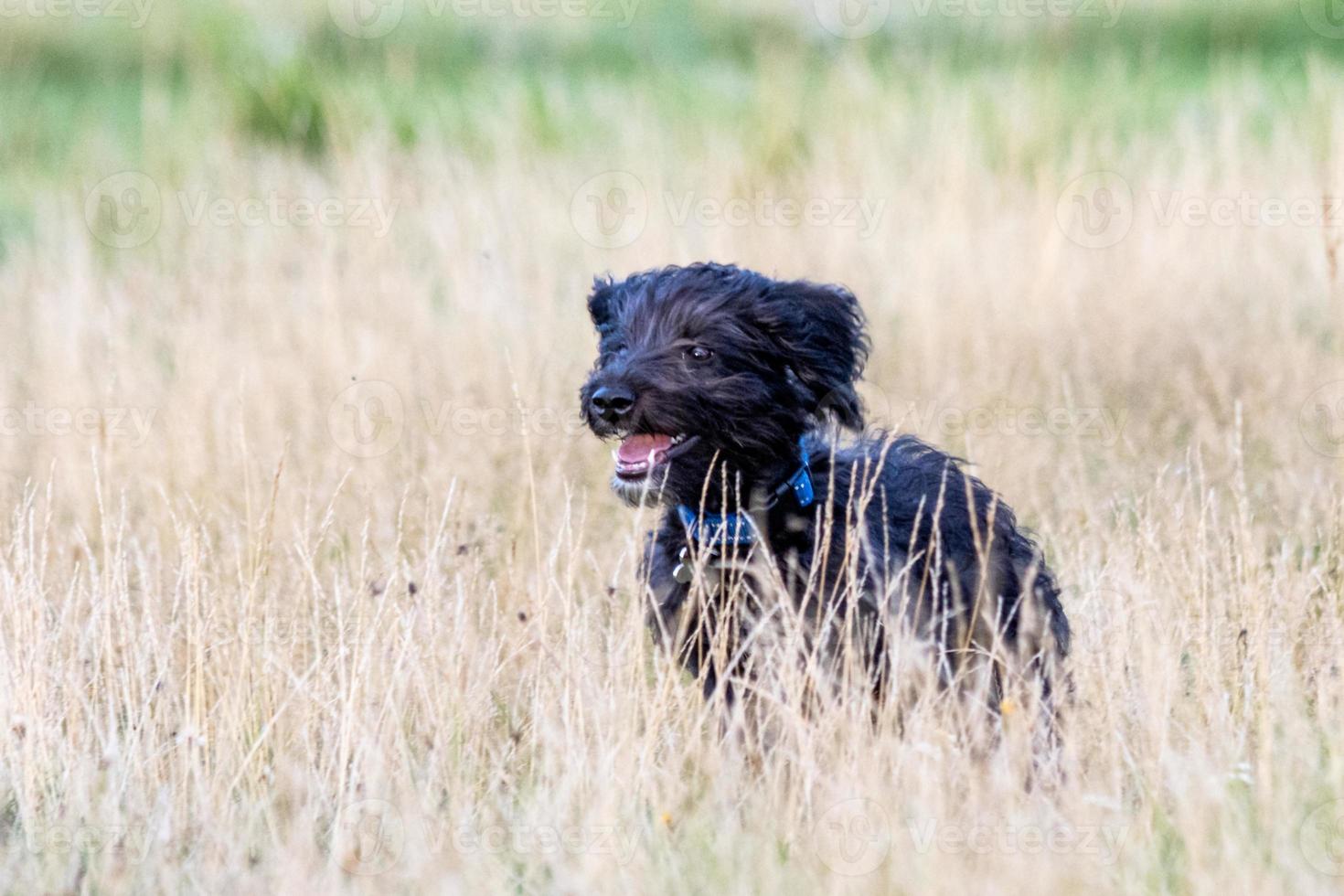 un cachorro de bordoodle corriendo en el parque foto