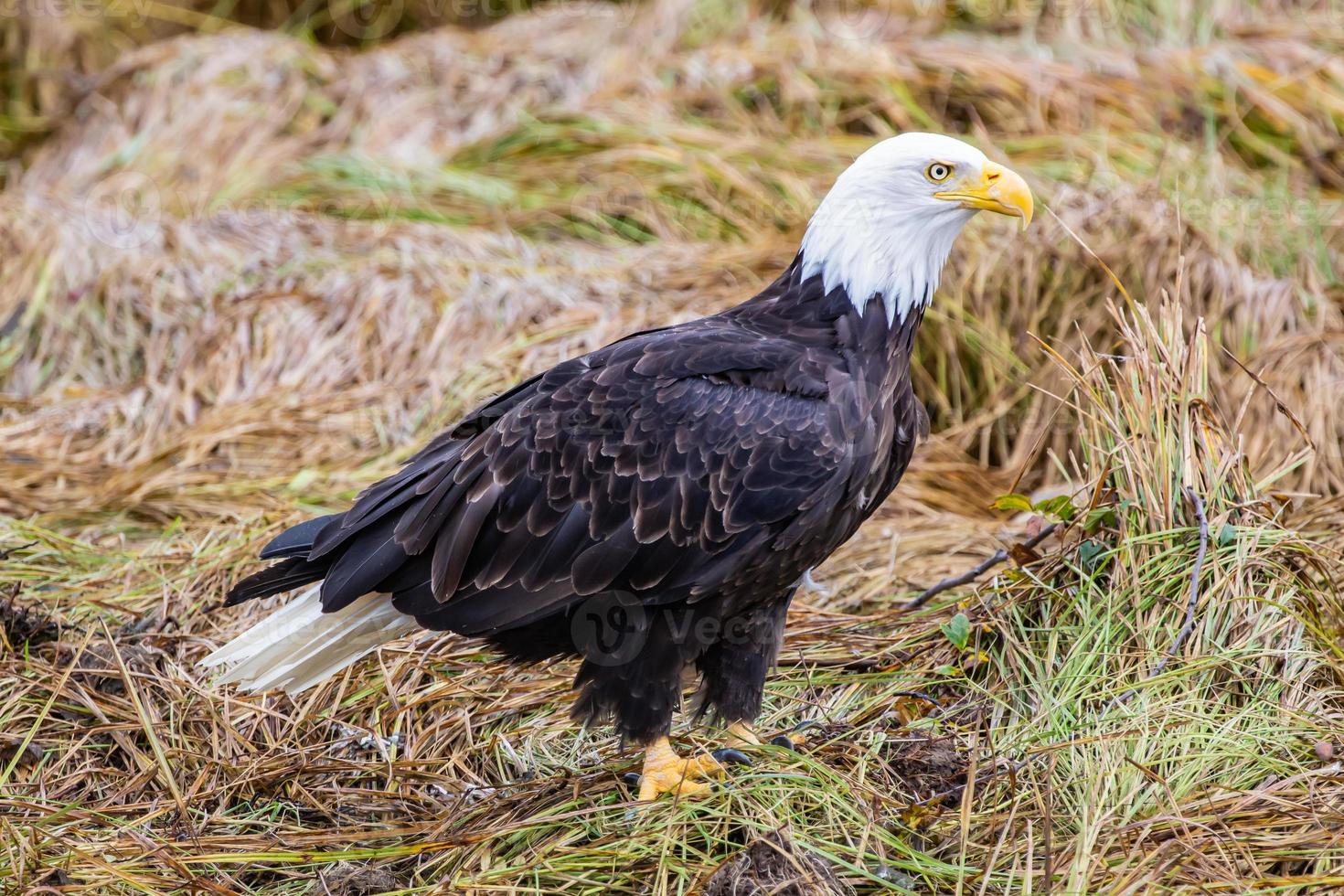 un águila calva en columbia británica foto