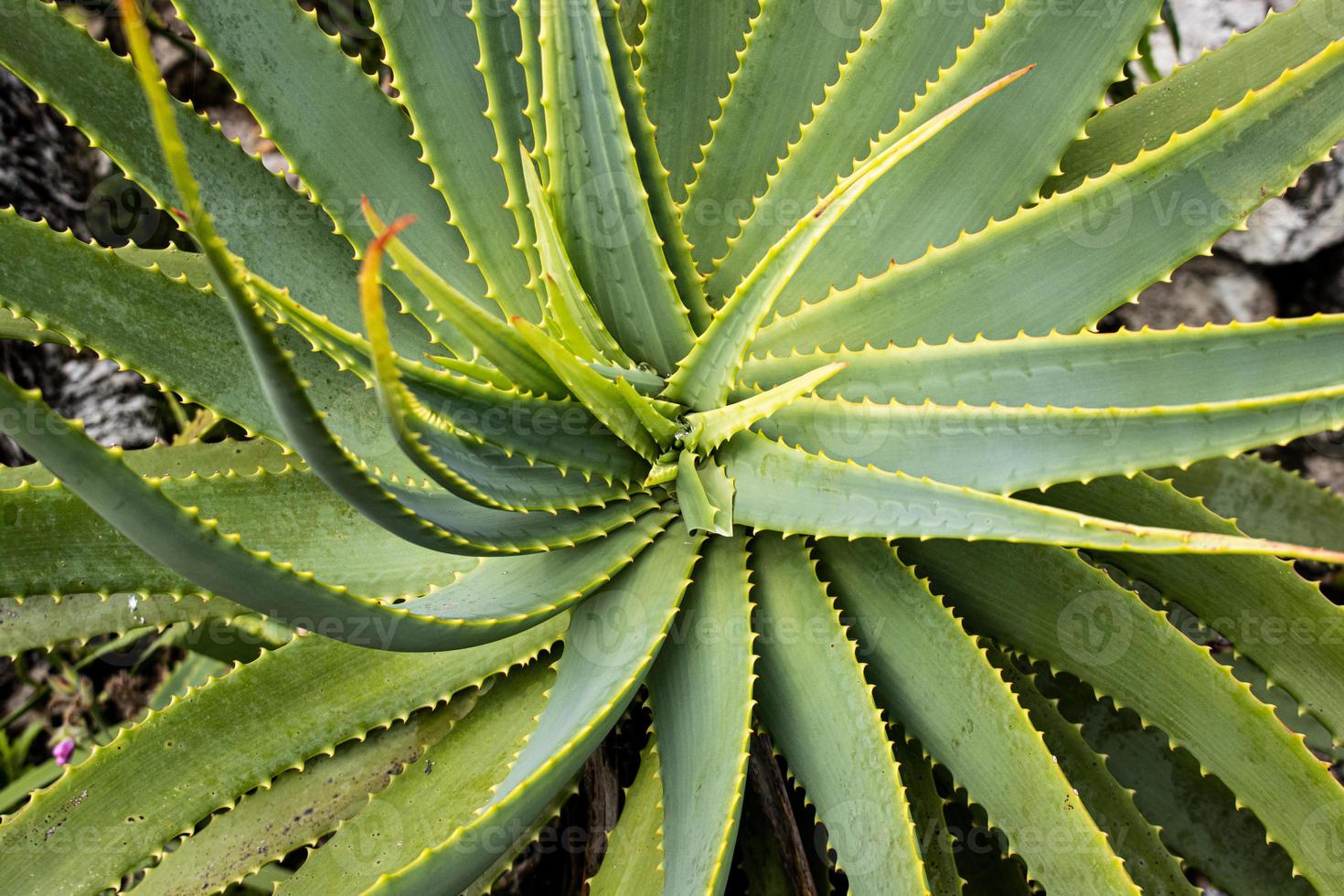 planta suculenta en las islas scilly foto