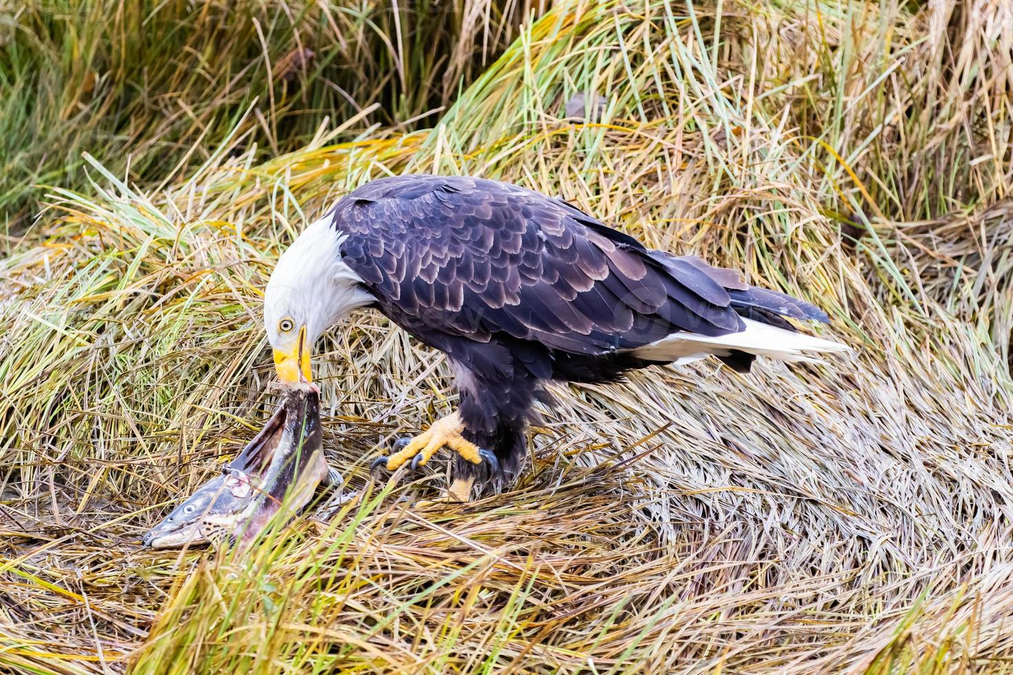 un águila calva comiendo salmón en la orilla de un río foto