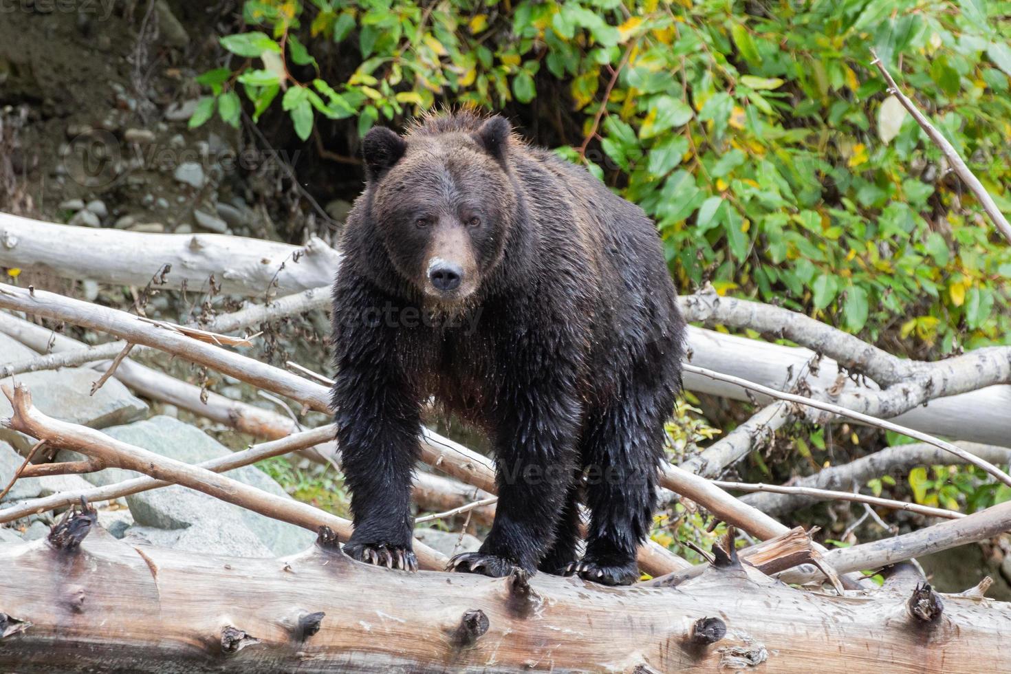 oso pardo grizzly en un tronco en bella coola foto