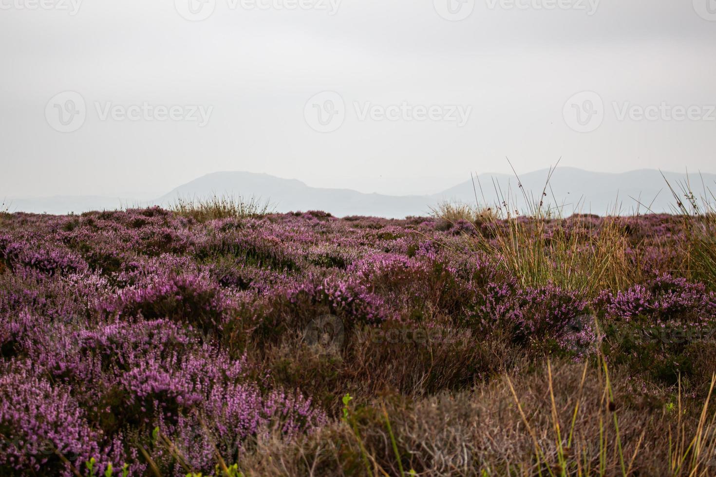 brezales cubiertos de brezo púrpura en shropshire foto
