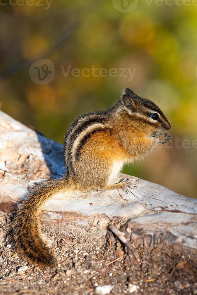 una ardilla listada en squamish cananda foto