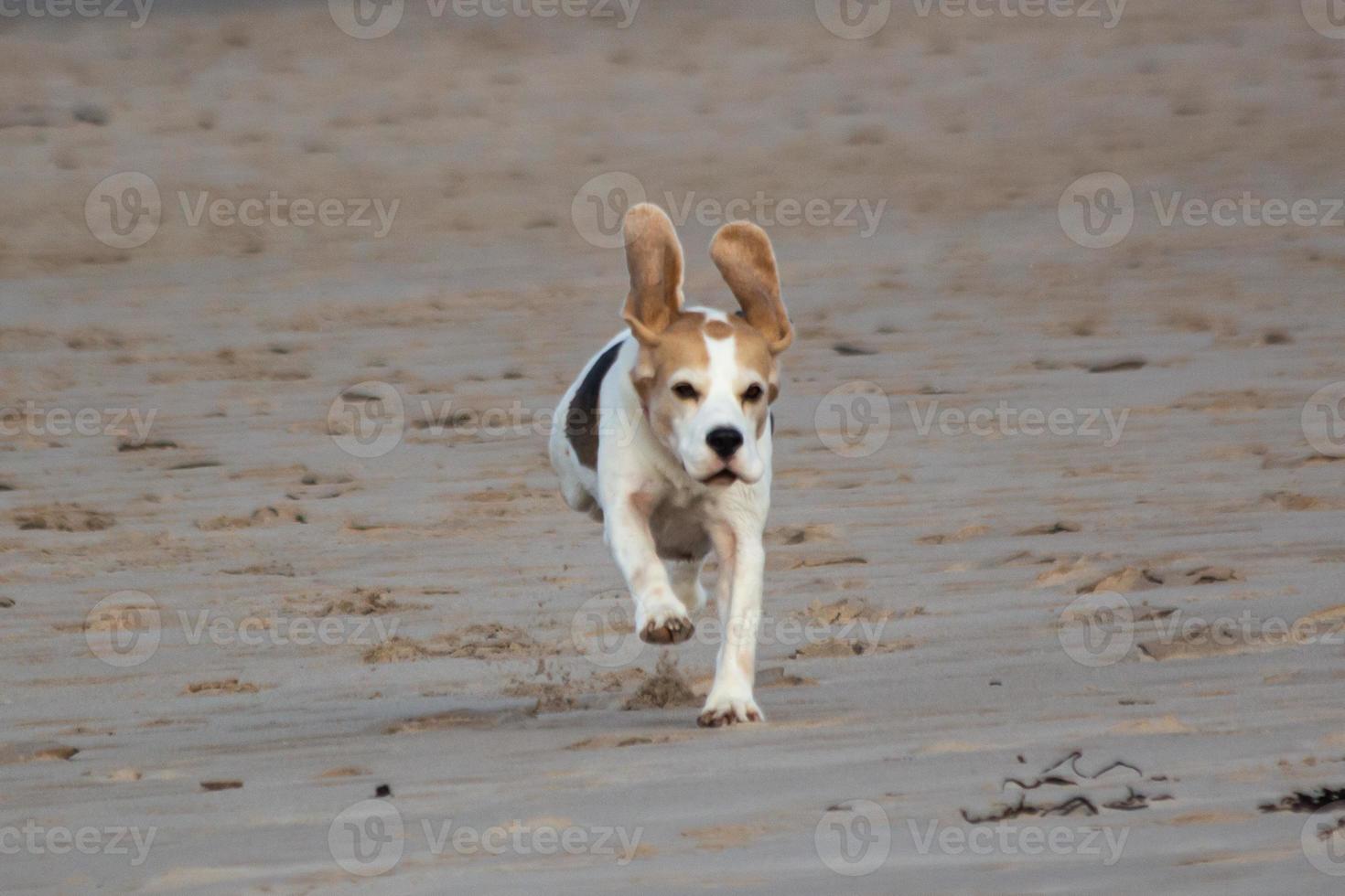 un perro beagle jugando en la playa foto