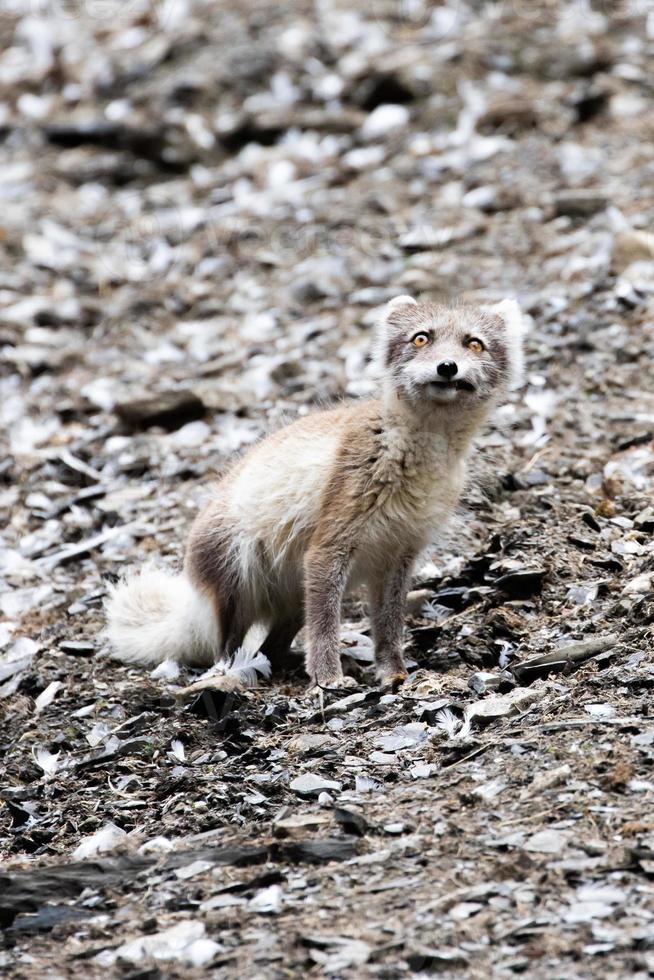 un zorro ártico con abrigo de verano, buscando pájaros y huevos foto