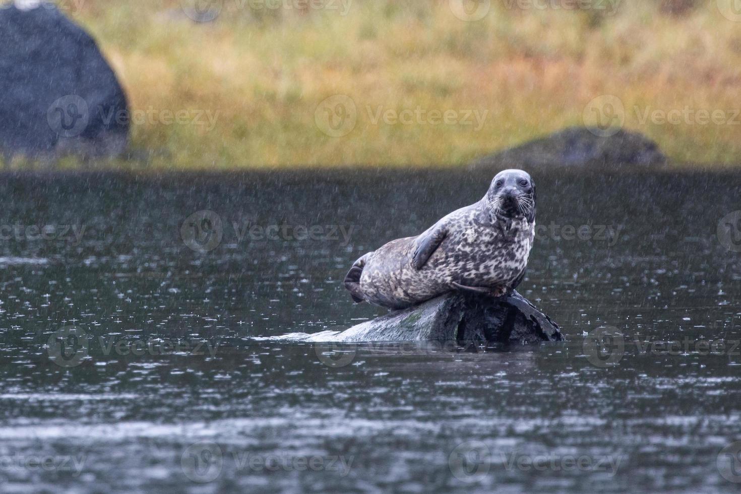 A common seal laying on a rock in an estuary photo