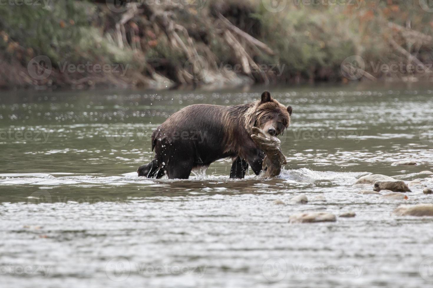 Grizzly brown bear cub eating salmon in Bella coola photo