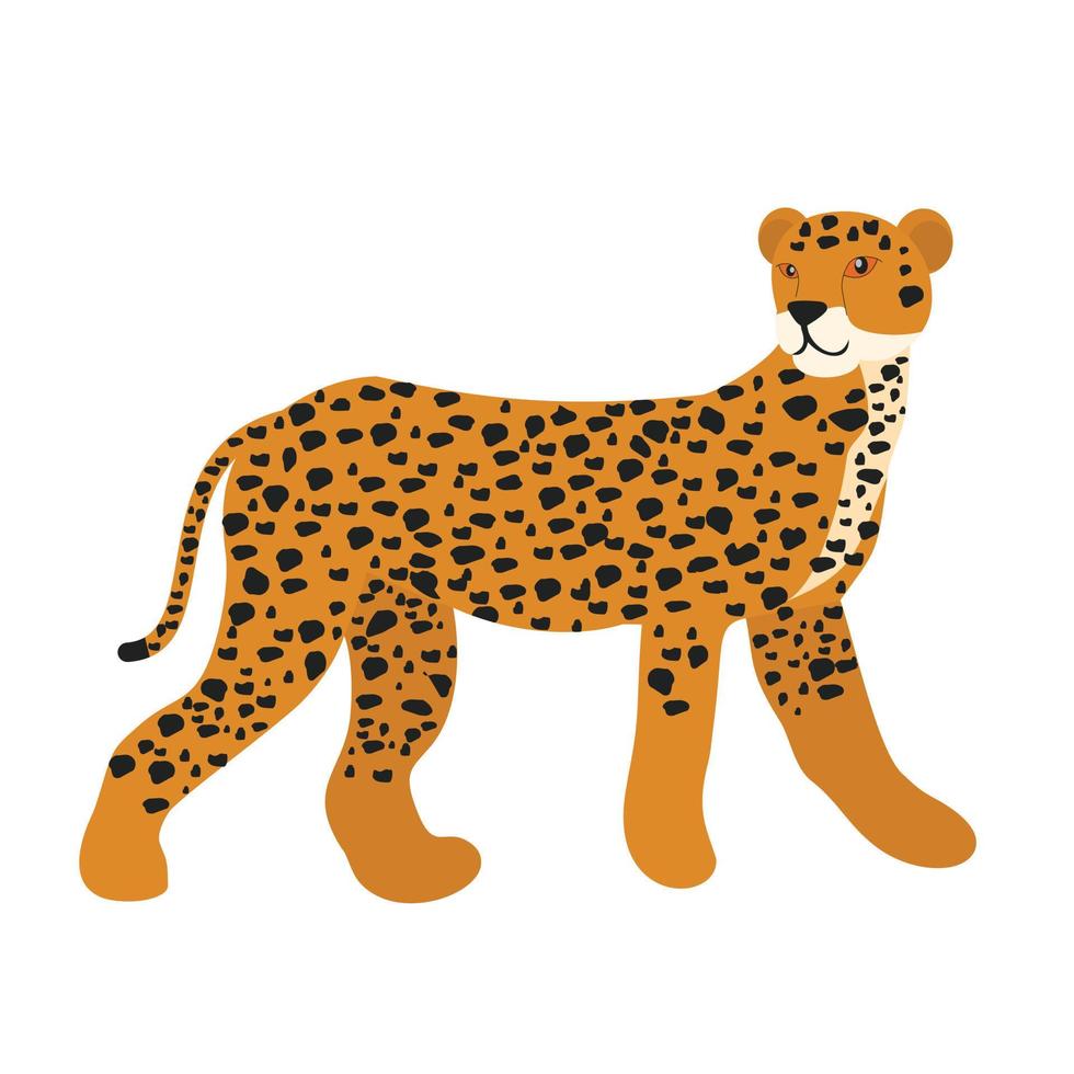 cheetah animal vector illustration icon image