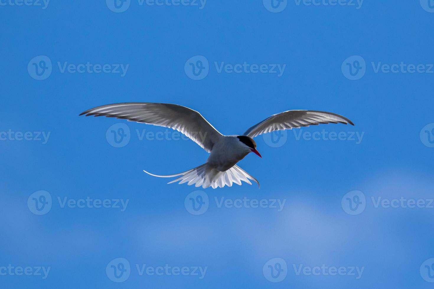 Arctic tern, hovering whilst hunting in the Arctic photo