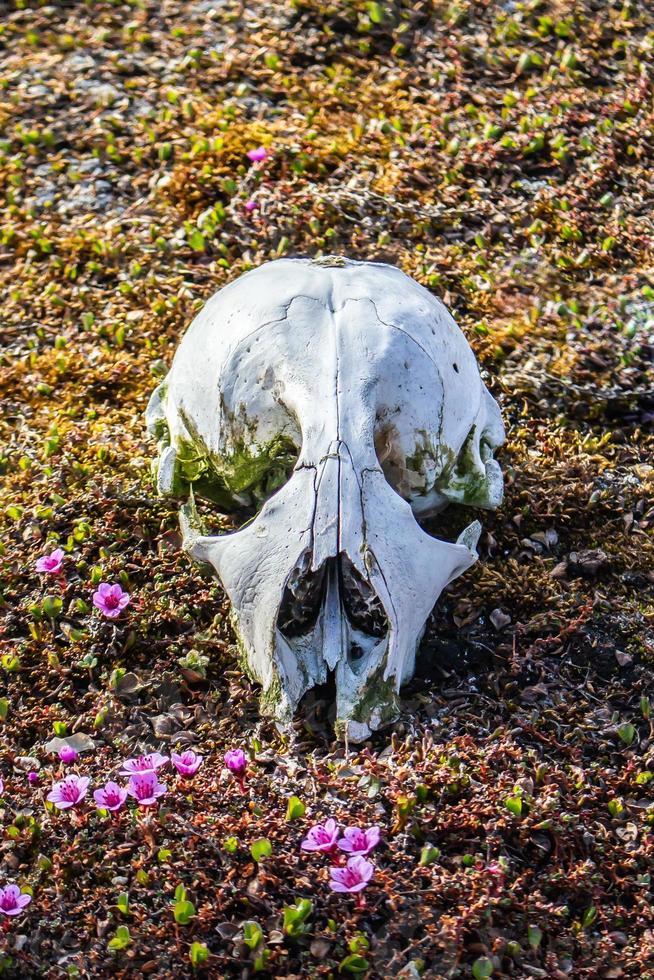 Polar bear cub skull on the tundra photo