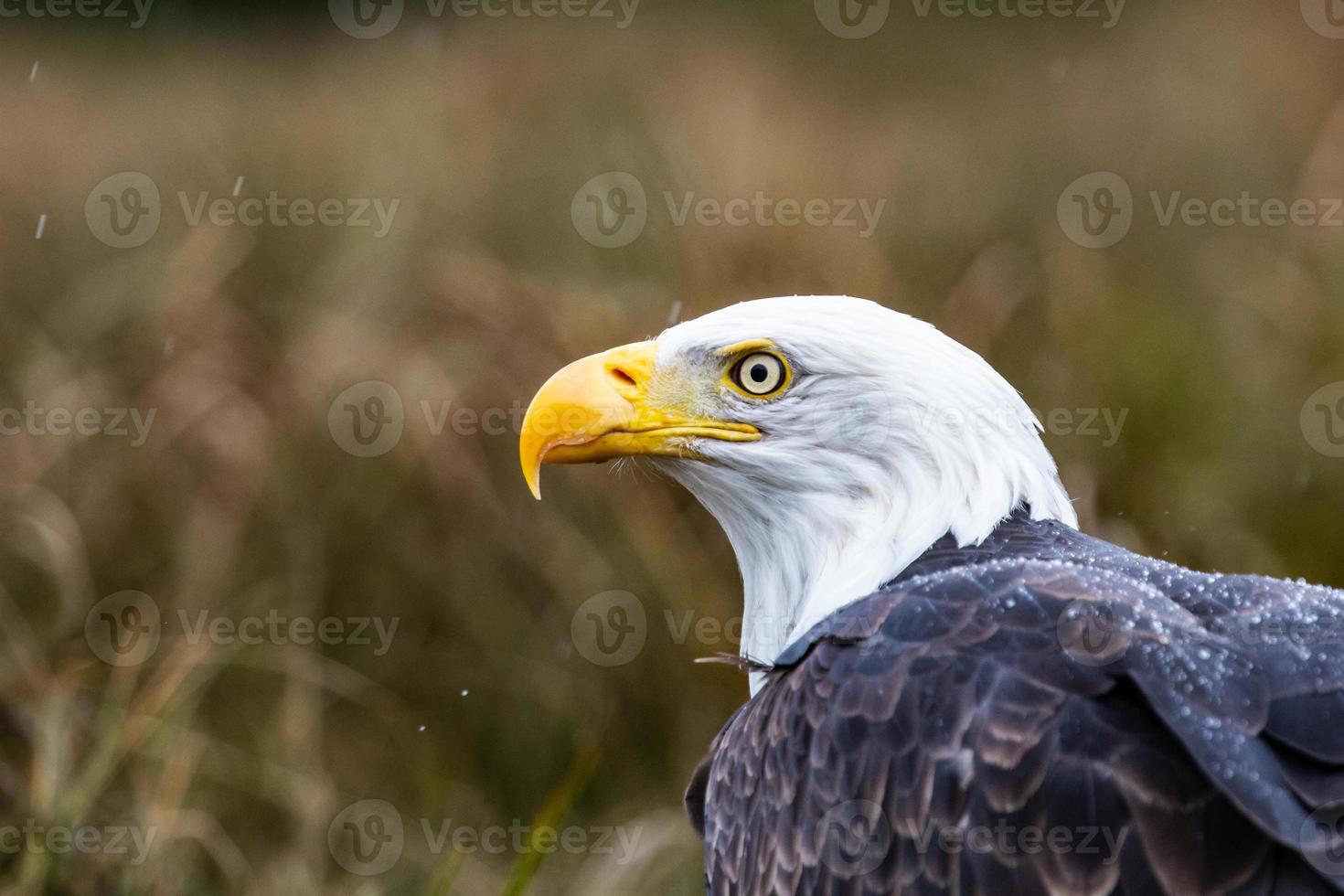 un águila calva en columbia británica foto
