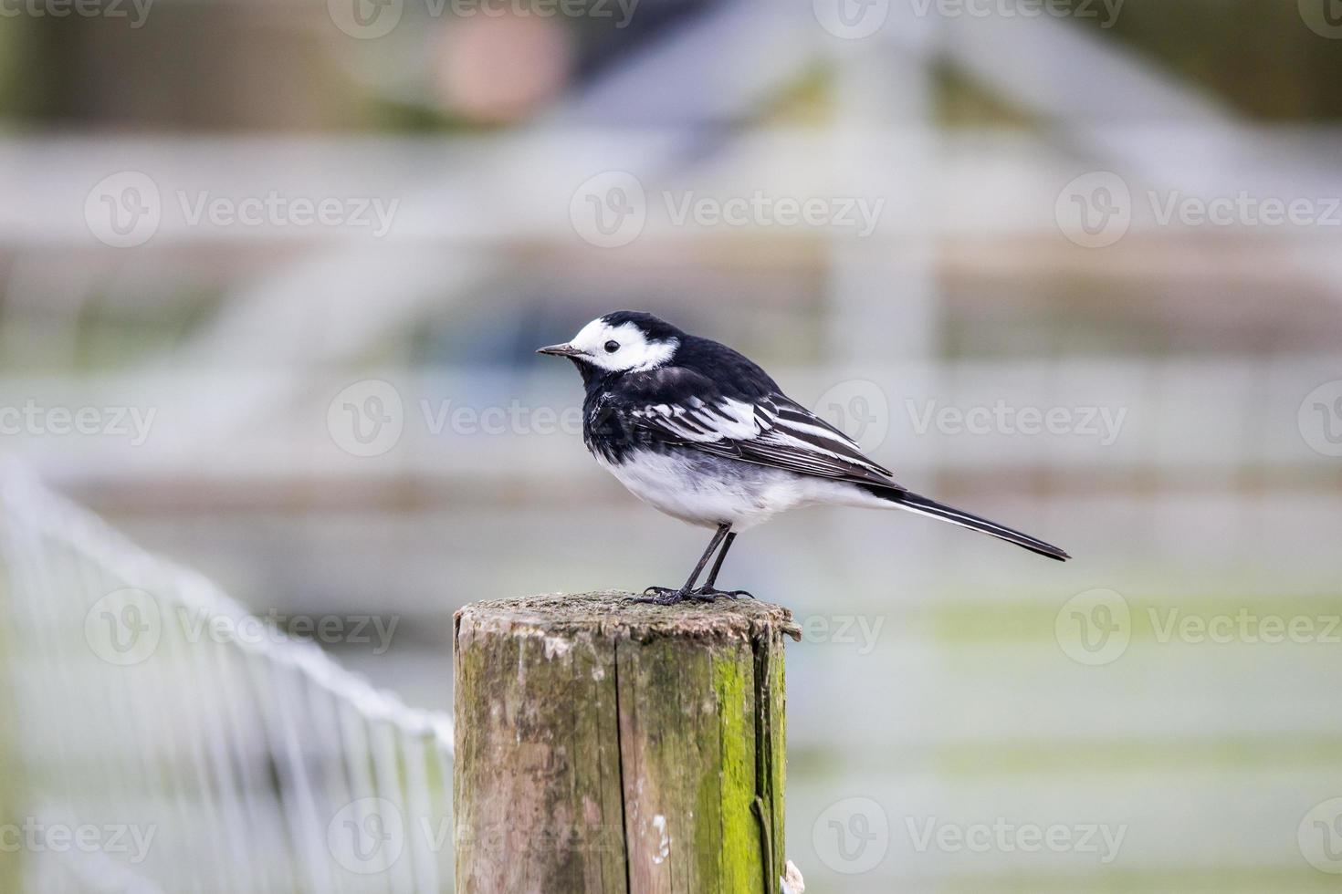 Pied wag tail encaramado en un poste de cerca foto