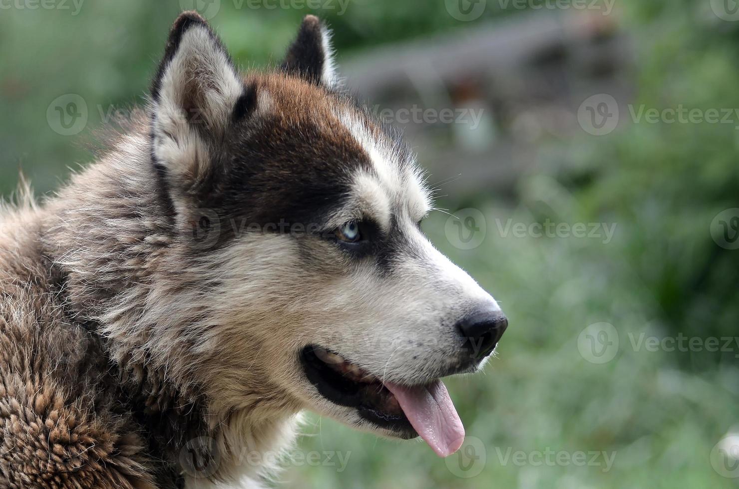 Arctic Malamute with blue eyes muzzle portrait close up. This is a fairly large dog native type photo