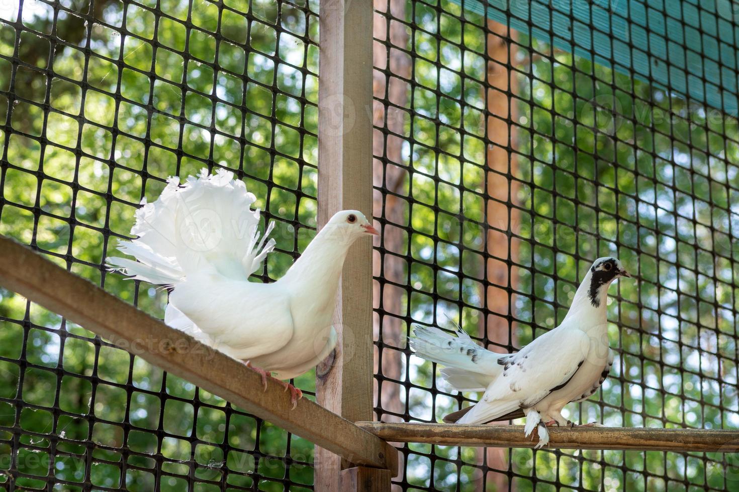 The pigeons in his loft. Breeding of domestic pedigreed pigeons photo