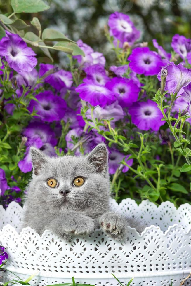 gatito gris británico de pelo corto sentado en una canasta blanca en el primer plano de la hierba contra foto