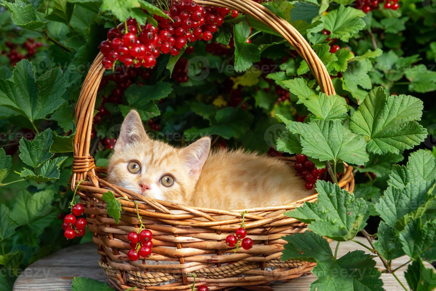 un gatito británico de pelo corto está sentado en una canasta hecha de vides contra el fondo de un arbusto de grosella con bayas rojas foto