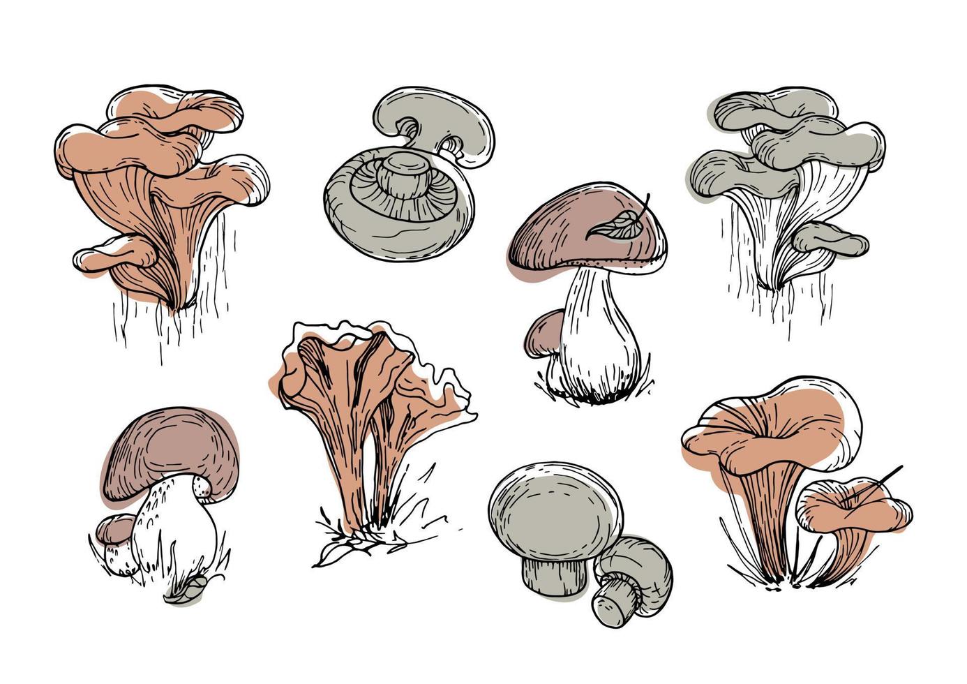 Set of edible mushrooms. Vintage botanical illustration. Graphic objects, trendy natural earth tones. Gathering in the autumn forest. For menu, book, cafe, healthy food design. National Mushroom Day vector