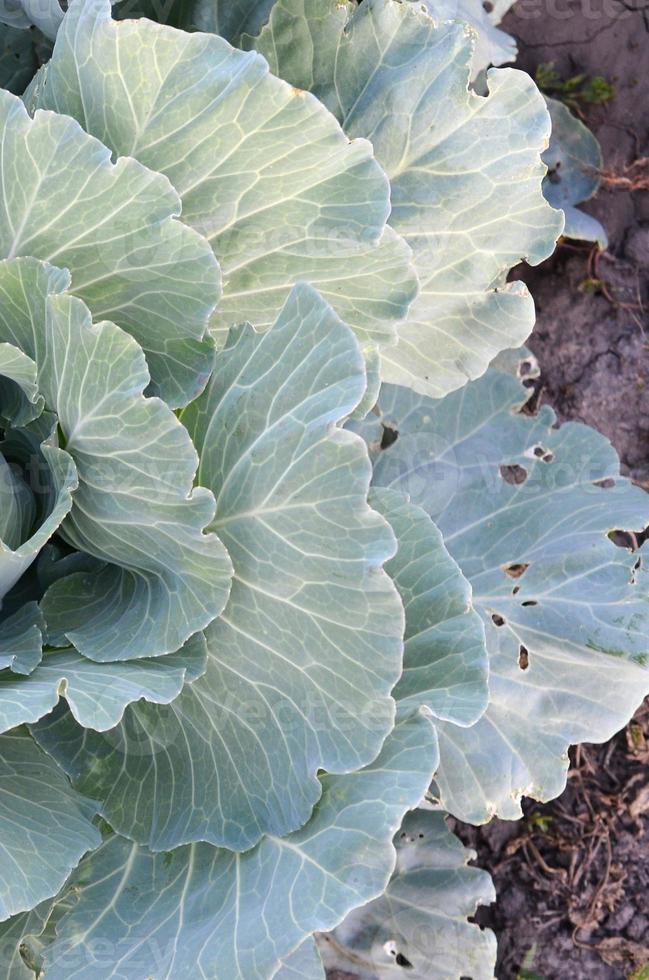 repollo verde madurando la cabeza creciendo en una granja vegetal foto