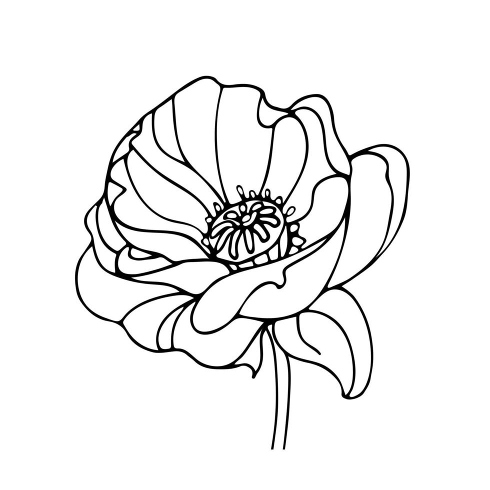 Vector illustration of a beautiful poppy flower in doodle style. Art Nouveau. Spring flowers. For stickers, posters, postcards, design elements