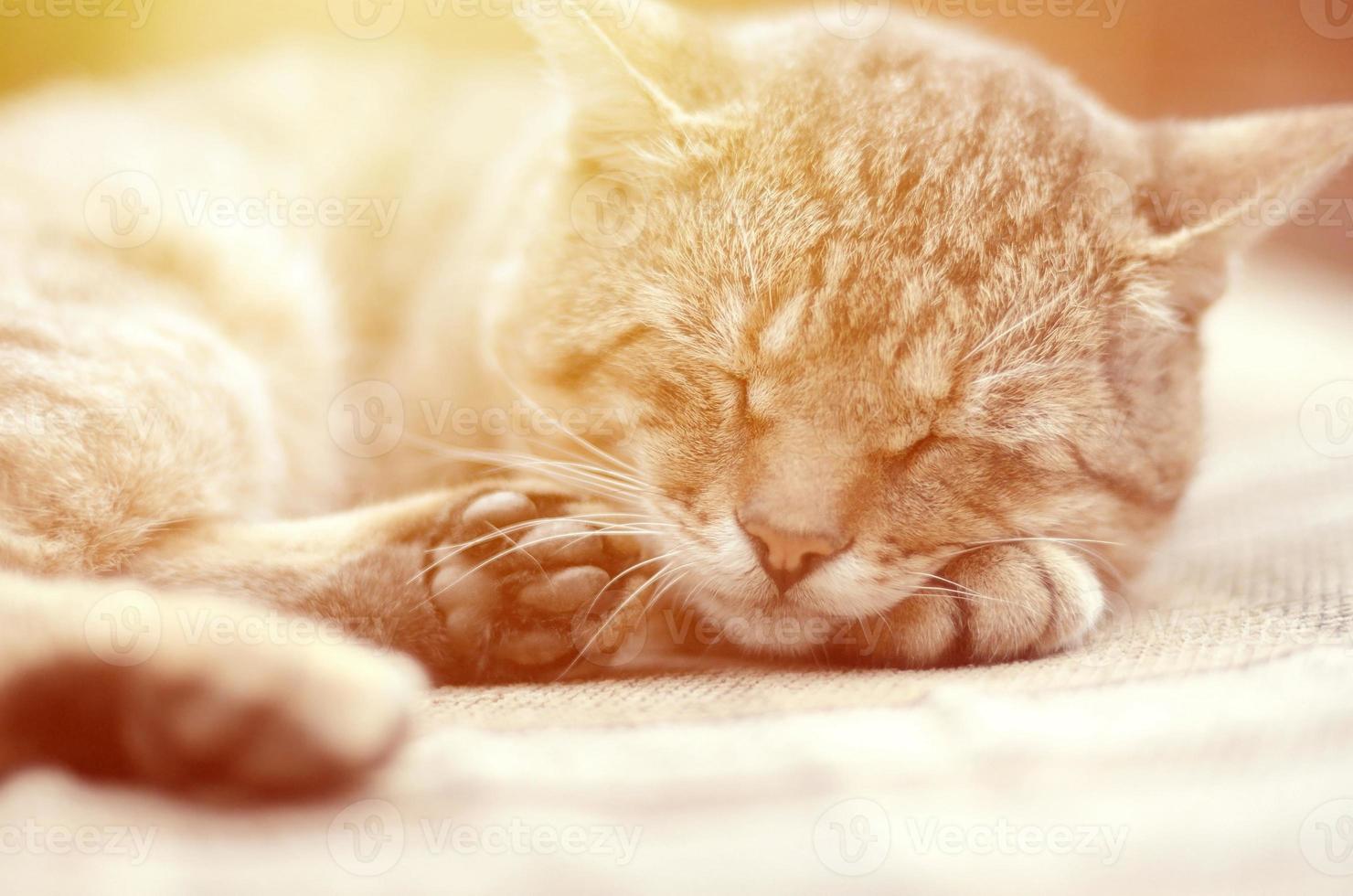 Close up of a sad and lazy tabby cat napping on the couch outdoors in evening photo