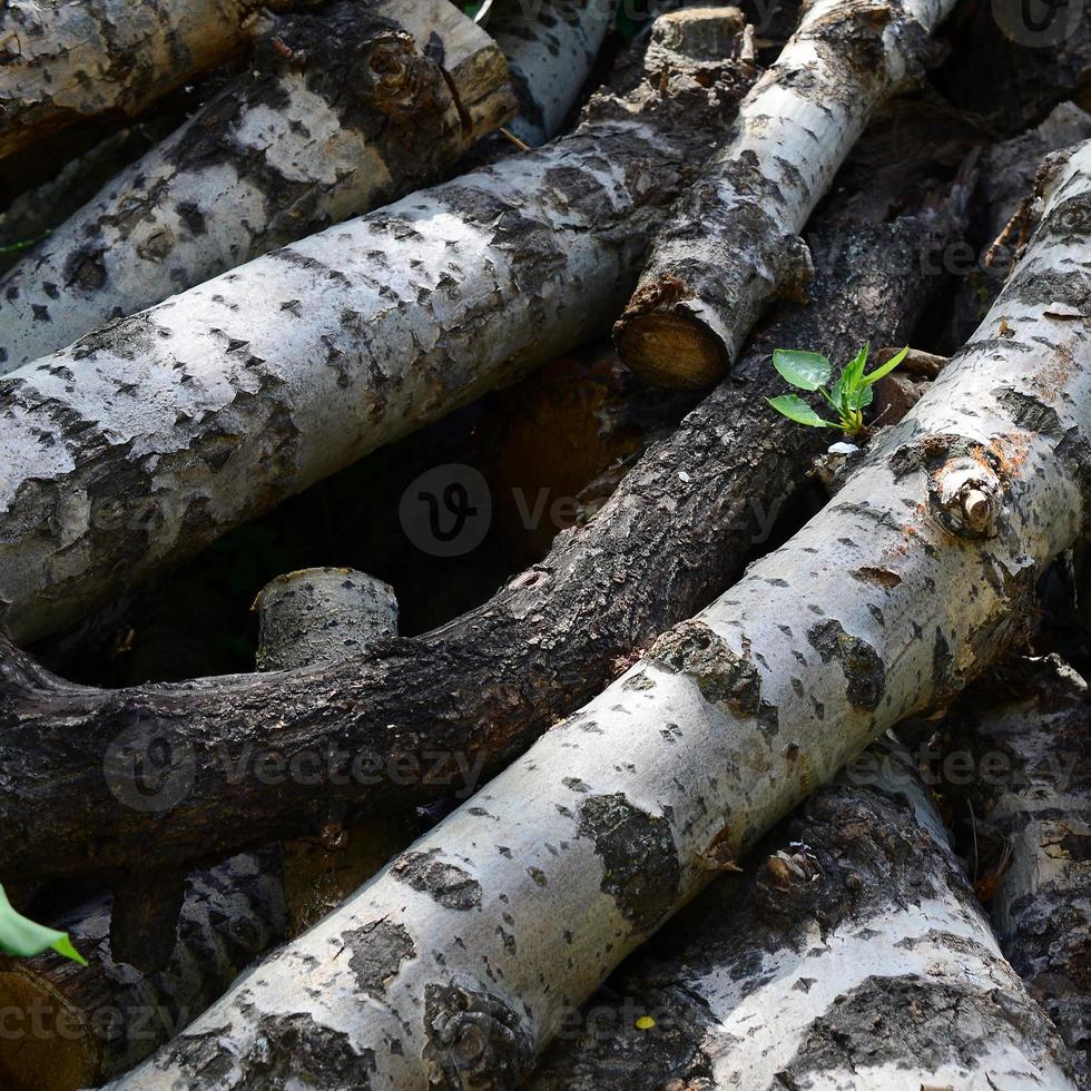 Closeup of firewood from old poplar with rough white bark photo