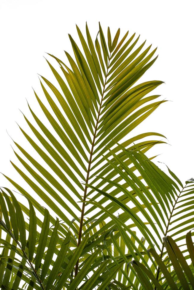 Green palm leaves on white background photo