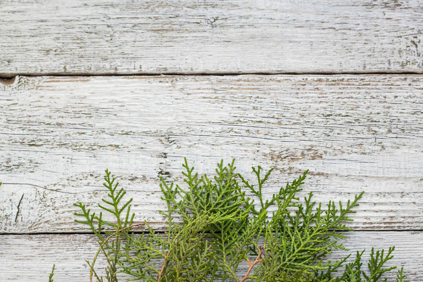 Thuja twigs on wooden background with copy space photo