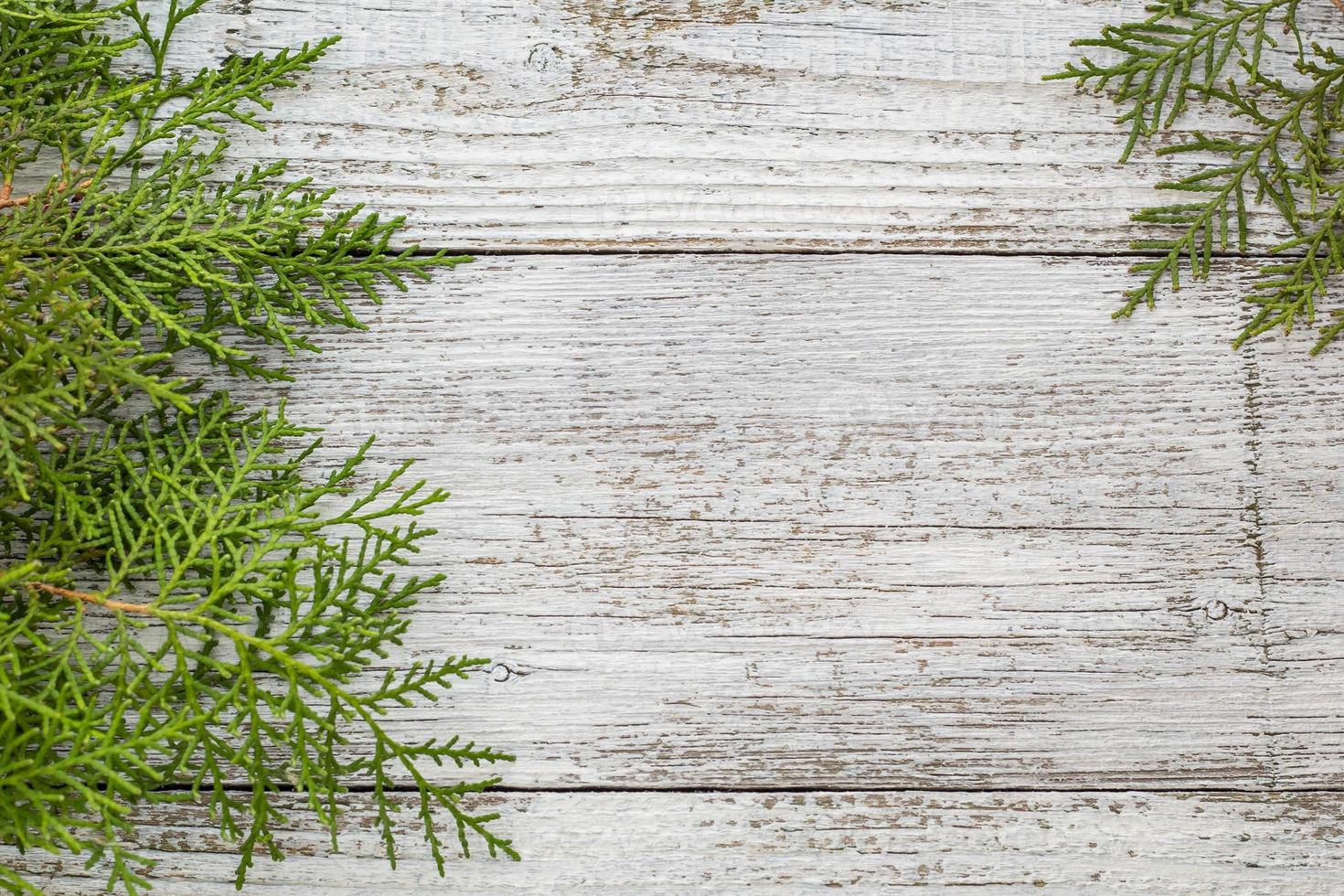 Thuja twigs on wooden background with copy space photo